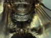 Lasioglossum sp.